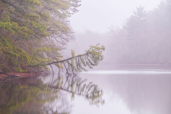 Jaynes Gallery 아티스트의 USA-New Jersey-Pine Barrens National Preserve Foggy forest landscape reflects in lake작품입니다.